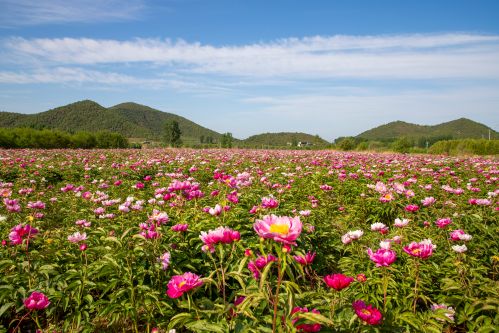 7.花的海洋 孙雪萍